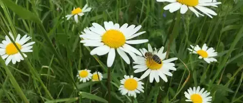 Pfarre Seekirchen